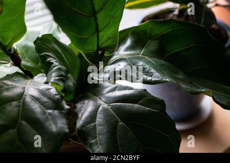 Detail der Fiddle Leaf Feige Haus Pflanze in natürlichen Fenster Leicht Stockfoto