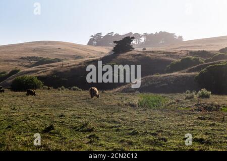 Langhornrinder grasen auf freiem Feld bei Sonnenuntergang in Kalifornien Stockfoto