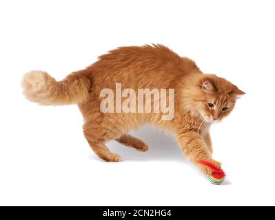 Erwachsene flauschige rote Katze spielt mit einer roten Kugel, niedliches Tier isoliert Stockfoto