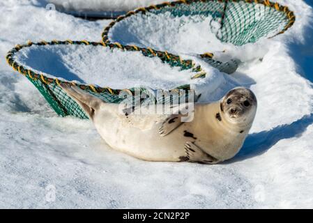 Eine große Harfenrobbe, die auf einem Bett aus Eis und Schnee liegt. Das silbergraue Fell mit dunklen Flecken oder harfenförmigen Markierungen ist glänzend und dick. Stockfoto