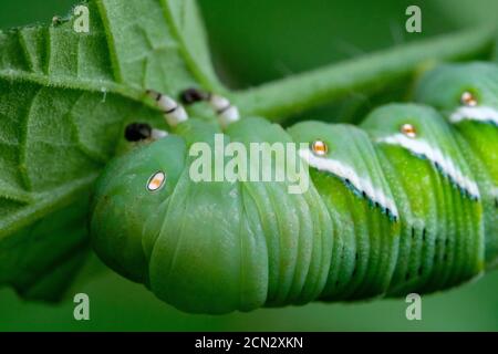 Kopf einer Tomatenhornwurm Larve, Manduca quinquemaculata grüne Raupe auf einer Tomatenpflanze, Ontario, Kanada Stockfoto