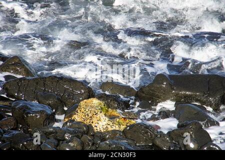 Wasser lappt über glänzende nasse Kieselsteine Stockfoto