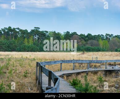 Wandern in der Moorlandschaft des Diersfordt Waldes im Frühjahr Stockfoto