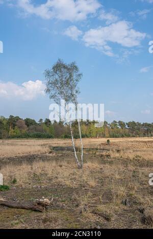 Wandern in der Moorlandschaft des Diersfordt Waldes im Frühjahr Stockfoto