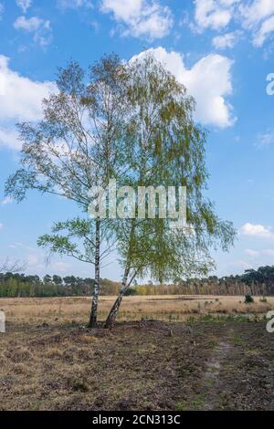 Wandern in der Moorlandschaft des Diersfordt Waldes im Frühjahr Stockfoto