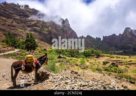 Esel in Cova de Paul votano Krater auf Santo Antao Insel, Kap Verde Stockfoto