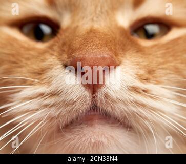 Schnauze einer erwachsenen Katze mit einem großen weißen Schnurrbart Stockfoto