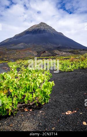 Pico do Fogo und Reben in Cha das Caldeiras, Kap Verde Stockfoto