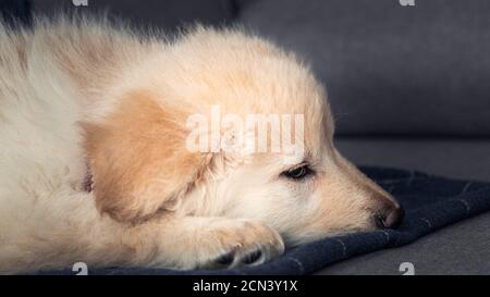 Deutsch Verblumpter Weißer Welpe Stockfoto
