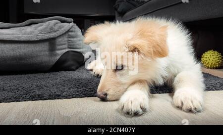 Deutsch Verblumpter Weißer Welpe Stockfoto