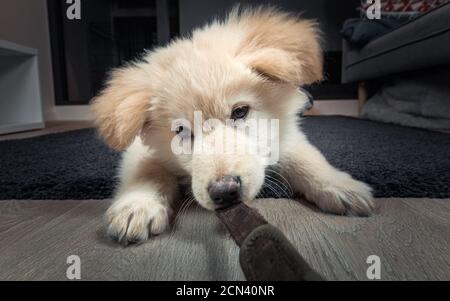 Deutsch Verblumpter Weißer Welpe Stockfoto