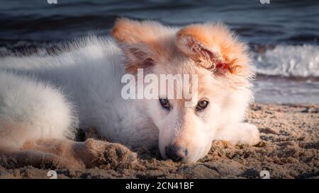 Deutsch Verblumpter Weißer Welpe Stockfoto