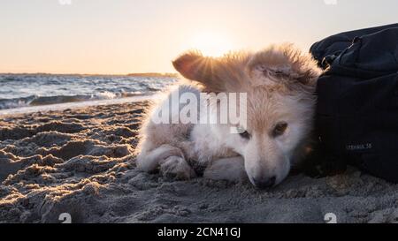 Deutsch Verblumpter Weißer Welpe Stockfoto