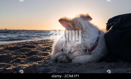 Deutsch Verblumpter Weißer Welpe Stockfoto