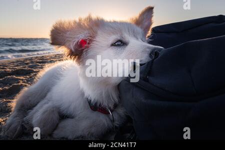 Deutsch Verblumpter Weißer Welpe Stockfoto