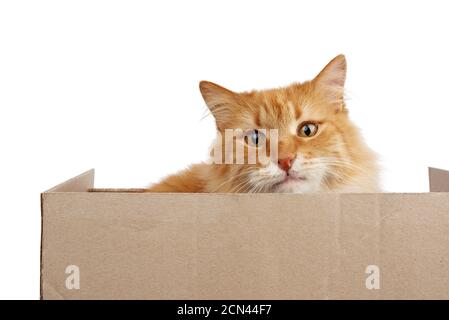 Erwachsene Ingwer Katze sitzt in einem braunen Karton auf Ein weißer Hintergrund Stockfoto