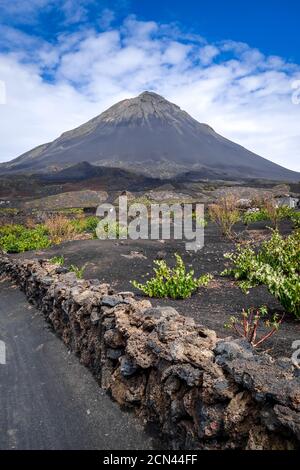 Pico do Fogo und Reben in Cha das Caldeiras, Kap Verde Stockfoto