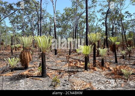 Leuchtend grüne neue Triebe von Baumfarnen wachsen nach einem Buschfeuer, Arnhem Land, Northern Territory, Australien Stockfoto