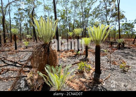 Leuchtend grüne neue Triebe von Baumfarnen wachsen nach einem Buschfeuer, Arnhem Land, Northern Territory, Australien Stockfoto