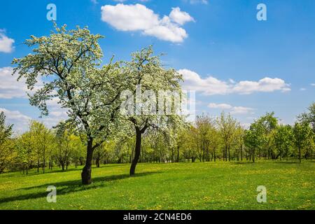 Frühling im Stadtpark Stockfoto