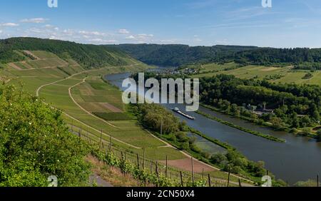 Mit dem Fahrrad auf dem Radweg durch die Landschaft Entlang der Mosel in Rheinland-Pfalz von Trier bis Koblenz Zoll Stockfoto