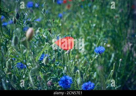 Feld mit blauen Kornblumen und rot blühenden Mohnblumen und grün Blätter Stockfoto