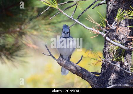 Blauer eichelhäher oder Cyanocitta cristata, der im Schatten auf ruht Heißer Herbsttag und thront auf Kiefernbaum Gliedmaßen Stockfoto