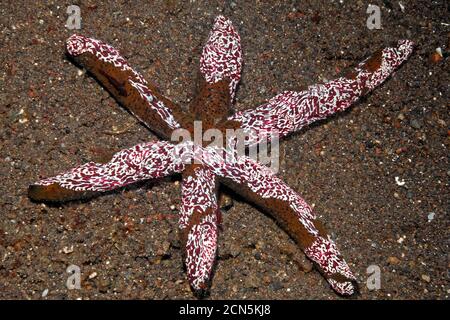 Ctenophore, oder Kamm Jellies, Coeloplana astericola, leben auf einem Meeresstern, Echinaster luzonicus. Tulamben, Bali, Indonesien. Stockfoto