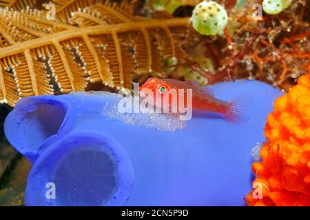 Viele Host, oder Ghost oder Toothy Goby, Pleurosicya mossambica, Bewachung seiner Eier auf einem ascidian gelegt, oder tunicate, Rhopalaea sp. Tulamben Bali, Indonesien Stockfoto