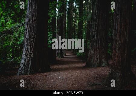 Ein Redwood Wald in der Abenddämmerung in Neuseeland Stockfoto