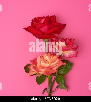 Bouquet von blühenden Rosen auf einem rosa Hintergrund Stockfoto