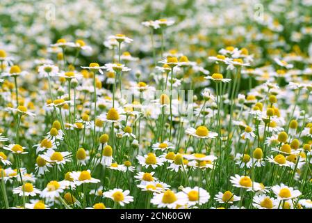 Großes Feld mit weißen blühenden Gänseblümchen an einem Frühlingstag Stockfoto