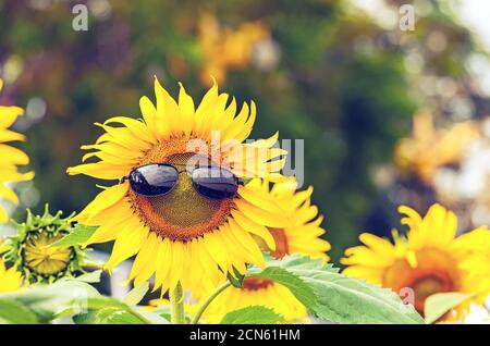 Sonnenblume trägt schwarze Sonnenbrille auf natürlichem Licht Stockfoto