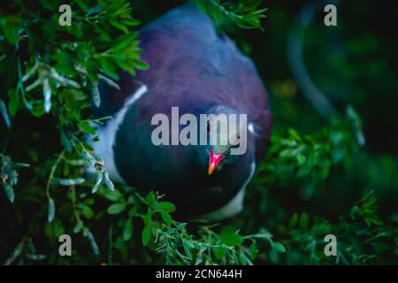 Kererū, ein Vogel aus der Taubenfamilie, der in Neuseeland beheimatet ist, in der Abenddämmerung Stockfoto