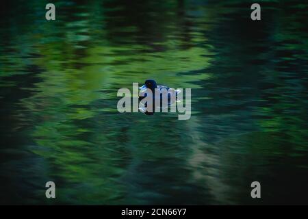 Pāteke, eine Ente aus Neuseeland, schwimmt in der Dämmerung in einem Teich Stockfoto