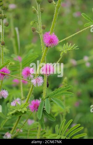 Schöne Dorn Blume, rosa Blume, Blume in asien Bilder Stockfoto