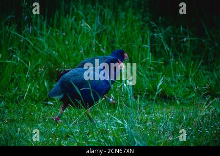 takahē, ein großer fluguntauglicher Vogel aus der in Neuseeland beheimatet Bahnfamilie, bei Einbruch der Dunkelheit Stockfoto