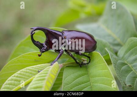 Hornkäfer, Nashornkäfer, Hornkäfer auf dem Blatt in der Natur Stockfoto