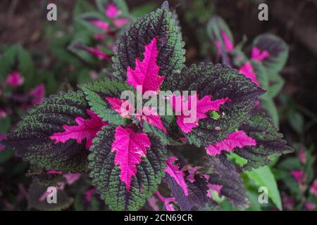 Mehrfarbige Blätter rosa, lila und grüne Farbe Blätter wachsen in Garten Stockfoto