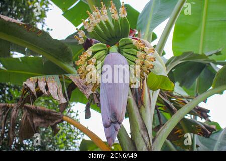 Bananenblume, junge Banane, beliebt in asiatischen Ländern und eine Vielzahl von Kochen von Lebensmitteln Methoden Stockfoto