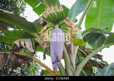 Bananenblume, junge Banane, beliebt in asiatischen Ländern und eine Vielzahl von Kochen von Lebensmitteln Methoden Stockfoto