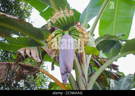Bananenblume, junge Banane, beliebt in asiatischen Ländern und eine Vielzahl von Kochen von Lebensmitteln Methoden Stockfoto