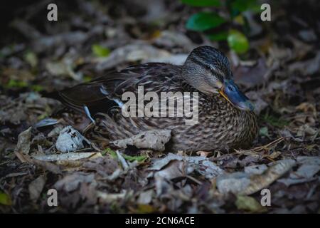 Pāteke, eine Ente aus Neuseeland, sitzt auf dem Boden Stockfoto