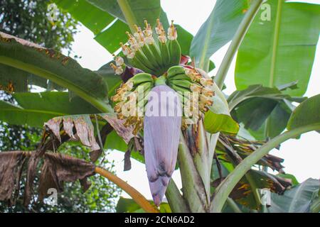 Bananenblume, junge Banane, beliebt in asiatischen Ländern und eine Vielzahl von Kochen von Lebensmitteln Methoden Stockfoto