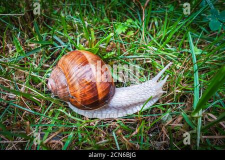 Schnecke auf der Wiese Stockfoto