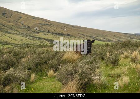 Eine einzelne, neugierige Kuh, die im hohen Gras einer neuseeländischen Wiese aufschaut Stockfoto