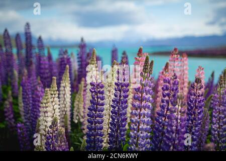 Wilde Lupinen, die am Ufer des Lake Tekapo in wachsen Neuseeland Stockfoto