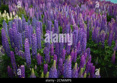 Wilde Lupinen, die am Ufer des Lake Tekapo in wachsen Neuseeland Stockfoto