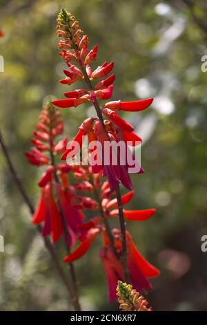 Korallenbaum (Erythrina humeana) im botanischen Garten Stockfoto