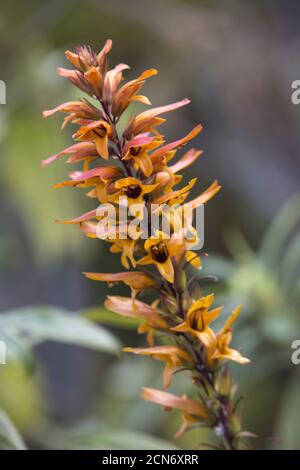 Kanarienhummel (Isoplexis chalcantha) im botanischen Garten Stockfoto